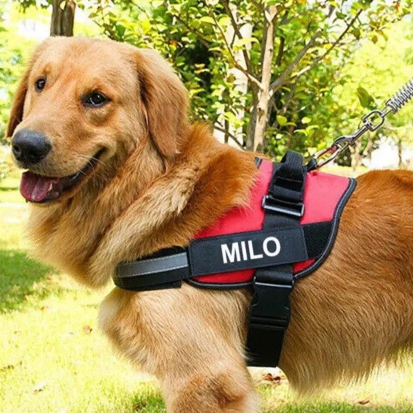 Custom ID Dog Harness